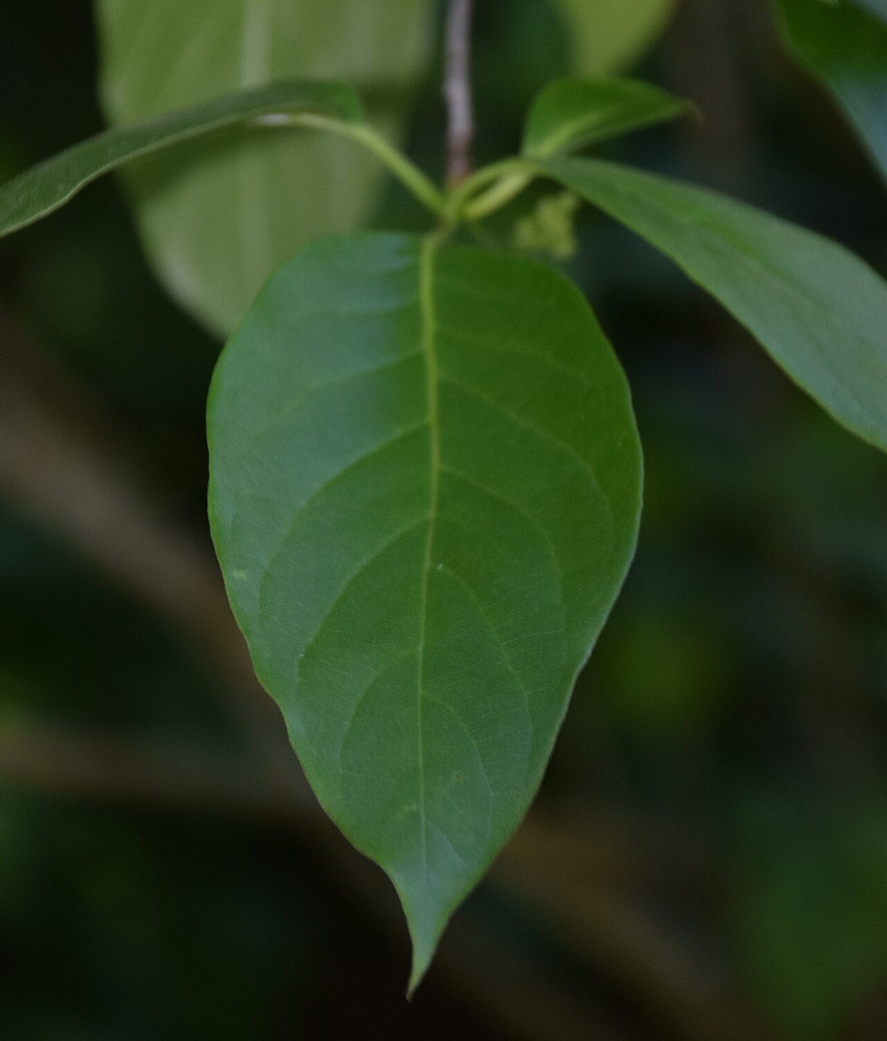 Chinese tupelo: Nyssa sinensis in Dunedin Botanic Garden, Dunedin, New Zealand