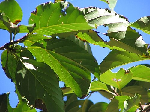 Chinese tupelo: Location taken: The United States National Arboretum, Washington DC. Names: Nyssa sinensis Oliv., Chinese Tupel Classification: Plantae > Magnoliophyta > Magnol