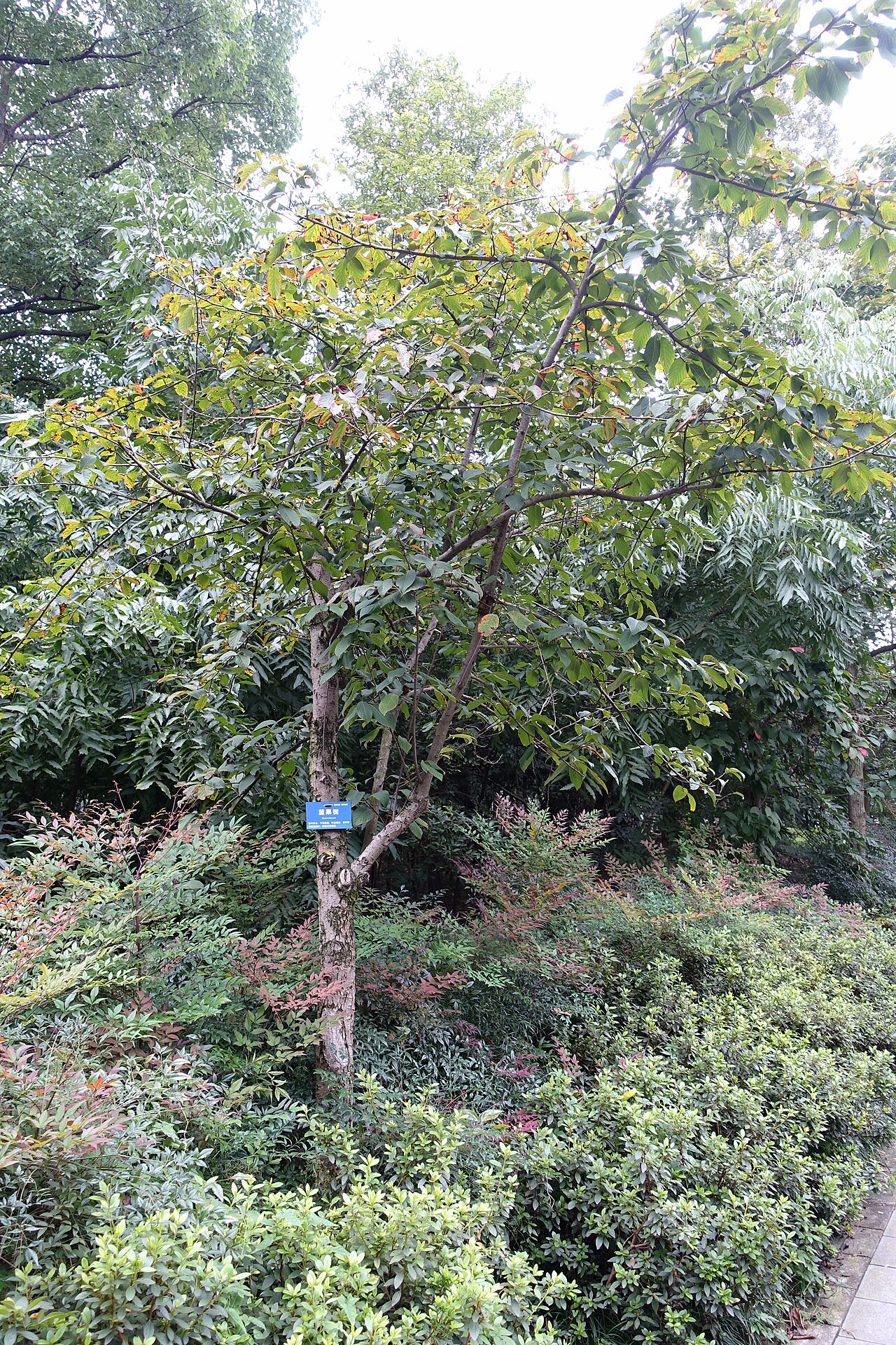 Chinese tupelo: Botanical specimen in the Chengdu Botanical Garden - Chengdu, China.