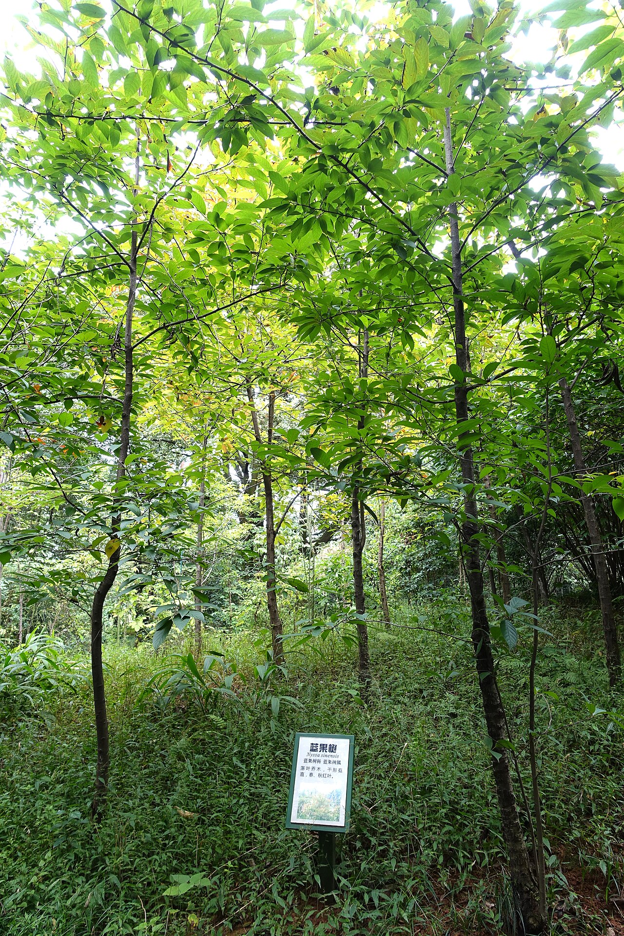 Chinese tupelo: Botanical specimen in the Chengdu Botanical Garden - Chengdu, China.