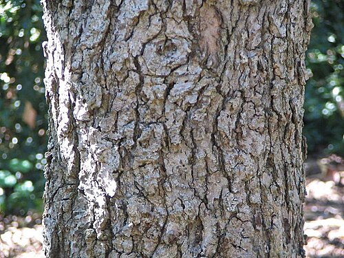 Chinese tupelo: Location taken: The United States National Arboretum, Washington DC. Names: Nyssa sinensis Oliv., Chinese Tupel Classification: Plantae > Magnoliophyta > Magnol