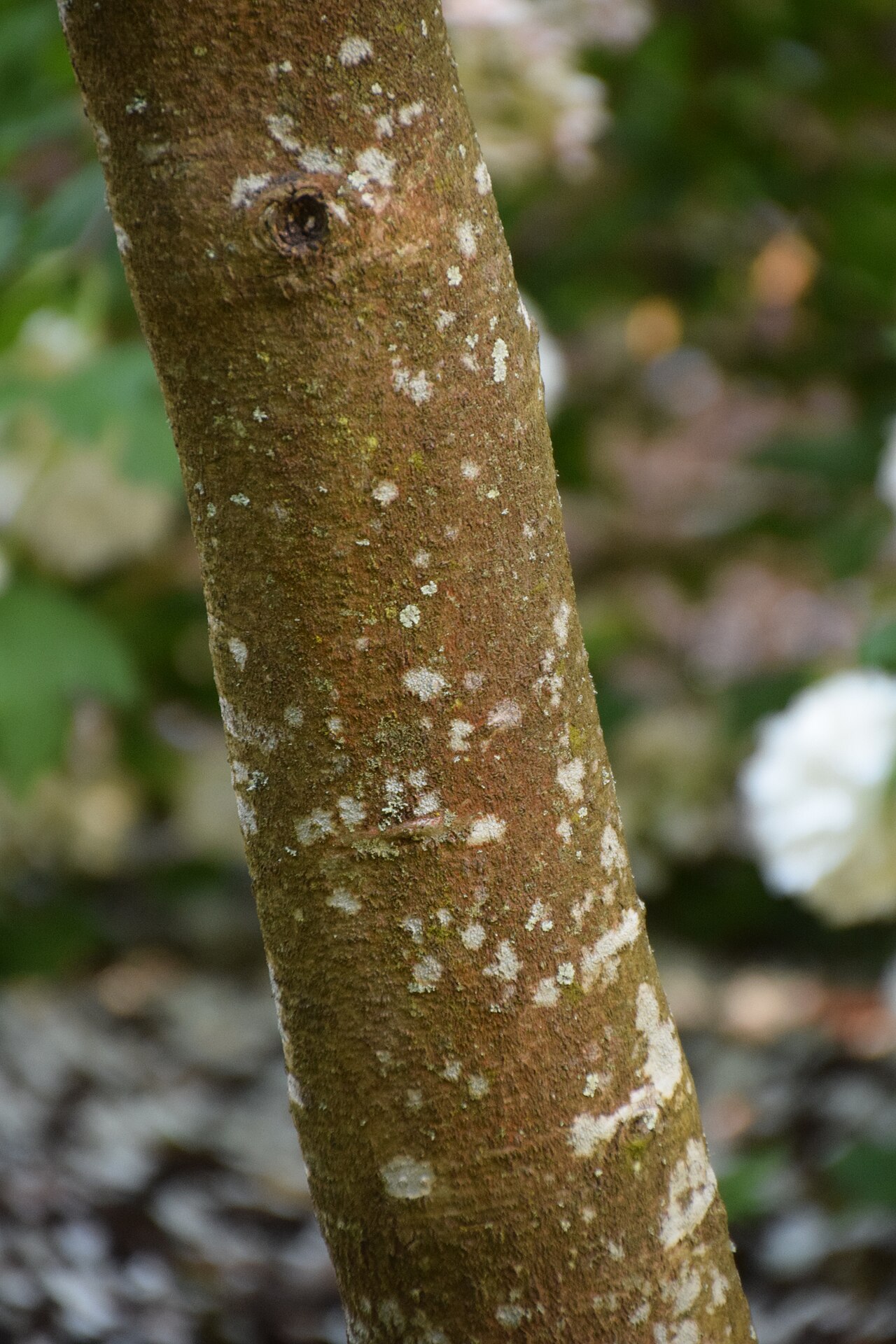 Chinese tupelo: Nyssa sinensis in Dunedin Botanic Garden, Dunedin, New Zealand