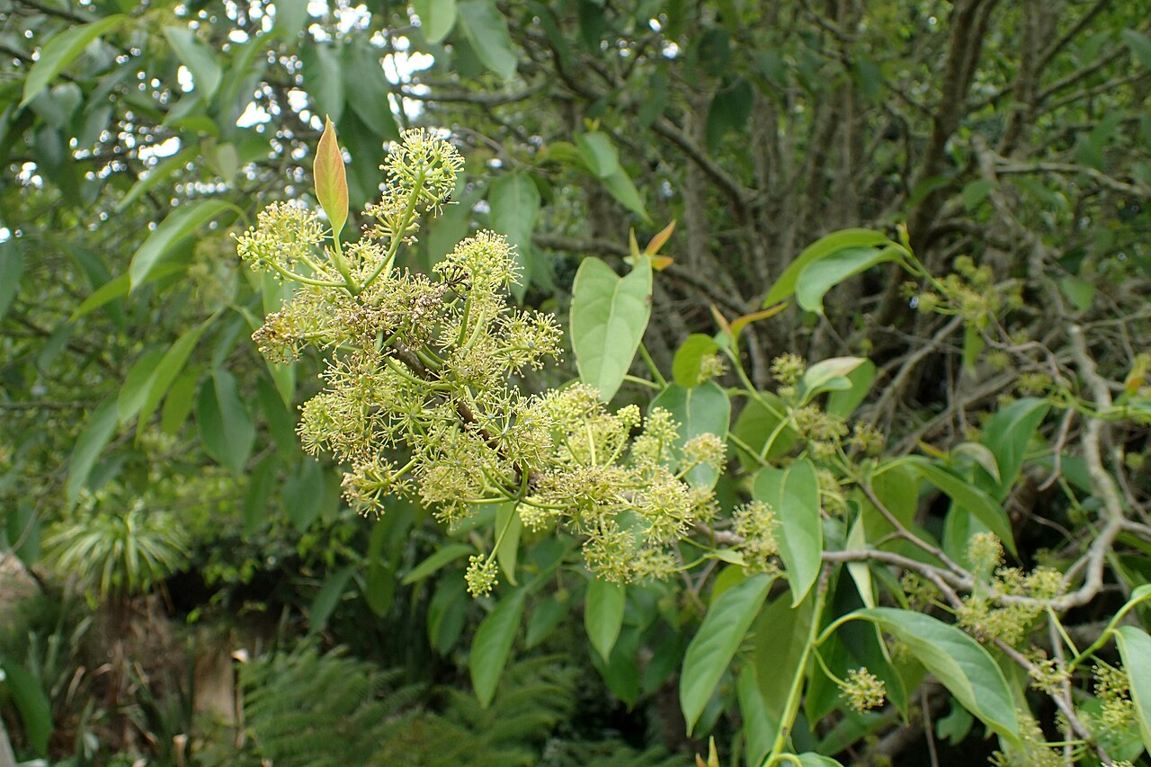 Chinese tupelo: Nyssa sinensis in Auckland Botanic Gardens