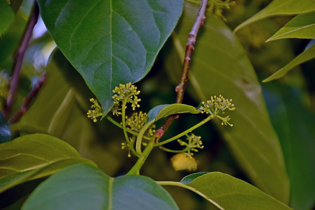 Chinese tupelo: Nyssa sinensis in Dunedin Botanic Garden, Dunedin, New Zealand