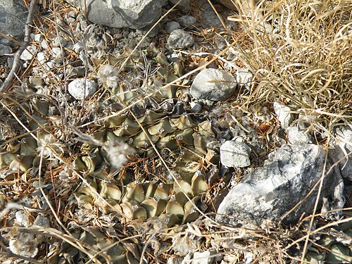 Artichoke cactus: San Jose De Salamanca, Tamaulipas