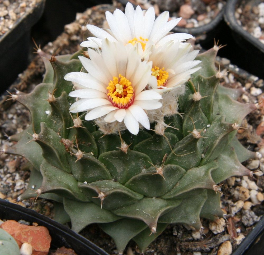 Artichoke cactus