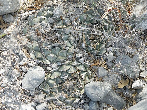 Artichoke cactus: San Jose De Salamanca, Tamaulipas
