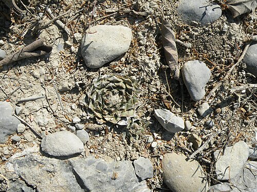 Artichoke cactus: San Jose De Salamanca, Tamaulipas