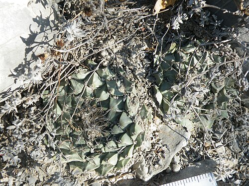 Artichoke cactus: San Jose De Salamanca, Tamaulipas