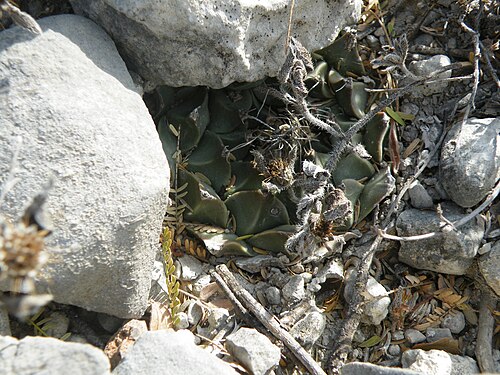 Artichoke cactus: San Jose De Salamanca, Tamaulipas