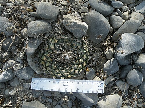 Artichoke cactus: San Jose De Salamanca, Tamaulipas