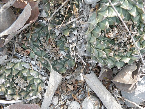 Artichoke cactus: San Jose De Salamanca, Tamaulipas
