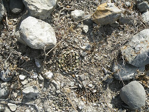 Artichoke cactus: San Jose De Salamanca, Tamaulipas