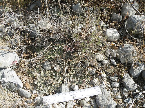 Artichoke cactus: San Jose De Salamanca, Tamaulipas