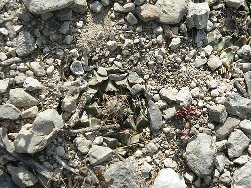 Artichoke cactus: San Jose De Salamanca, Tamaulipas