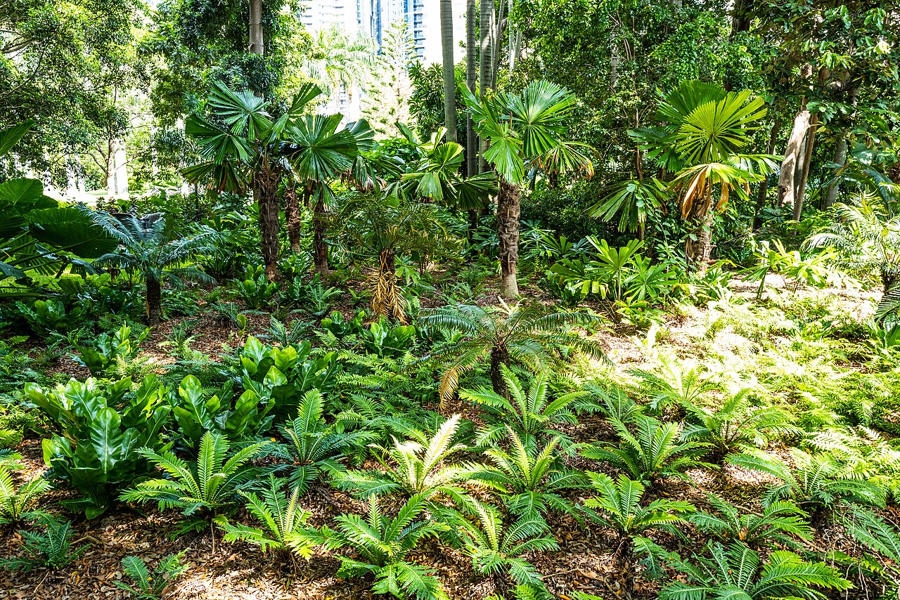 Oceaniopteris cartilaginea: The City Botanic Gardens , Brisbane, has an excellent collection of mature and younger plants, some dating from the mid 19th century.