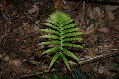 Oceaniopteris cartilaginea (Oceaniopteris cartilaginea)