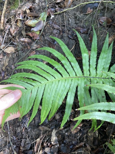 Oceaniopteris cartilaginea (Oceaniopteris cartilaginea)