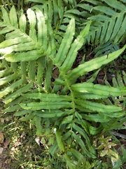 Oceaniopteris cartilaginea (Oceaniopteris cartilaginea)