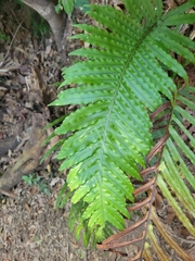 Oceaniopteris cartilaginea (Oceaniopteris cartilaginea)