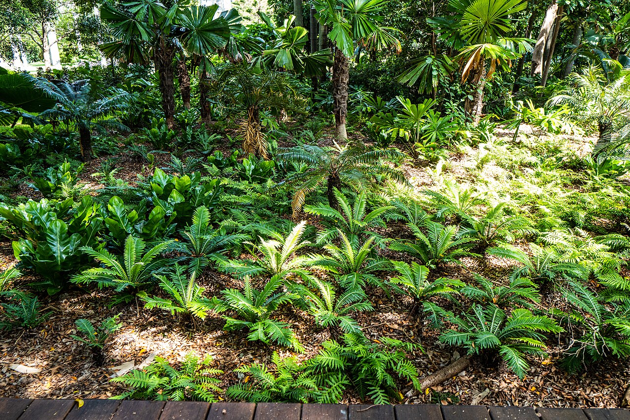 Oceaniopteris cartilaginea: The City Botanic Gardens , Brisbane, has an excellent collection of mature and younger plants, some dating from the mid 19th century.
