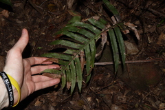 Oceaniopteris cartilaginea (Oceaniopteris cartilaginea)