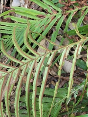 Oceaniopteris cartilaginea (Oceaniopteris cartilaginea)