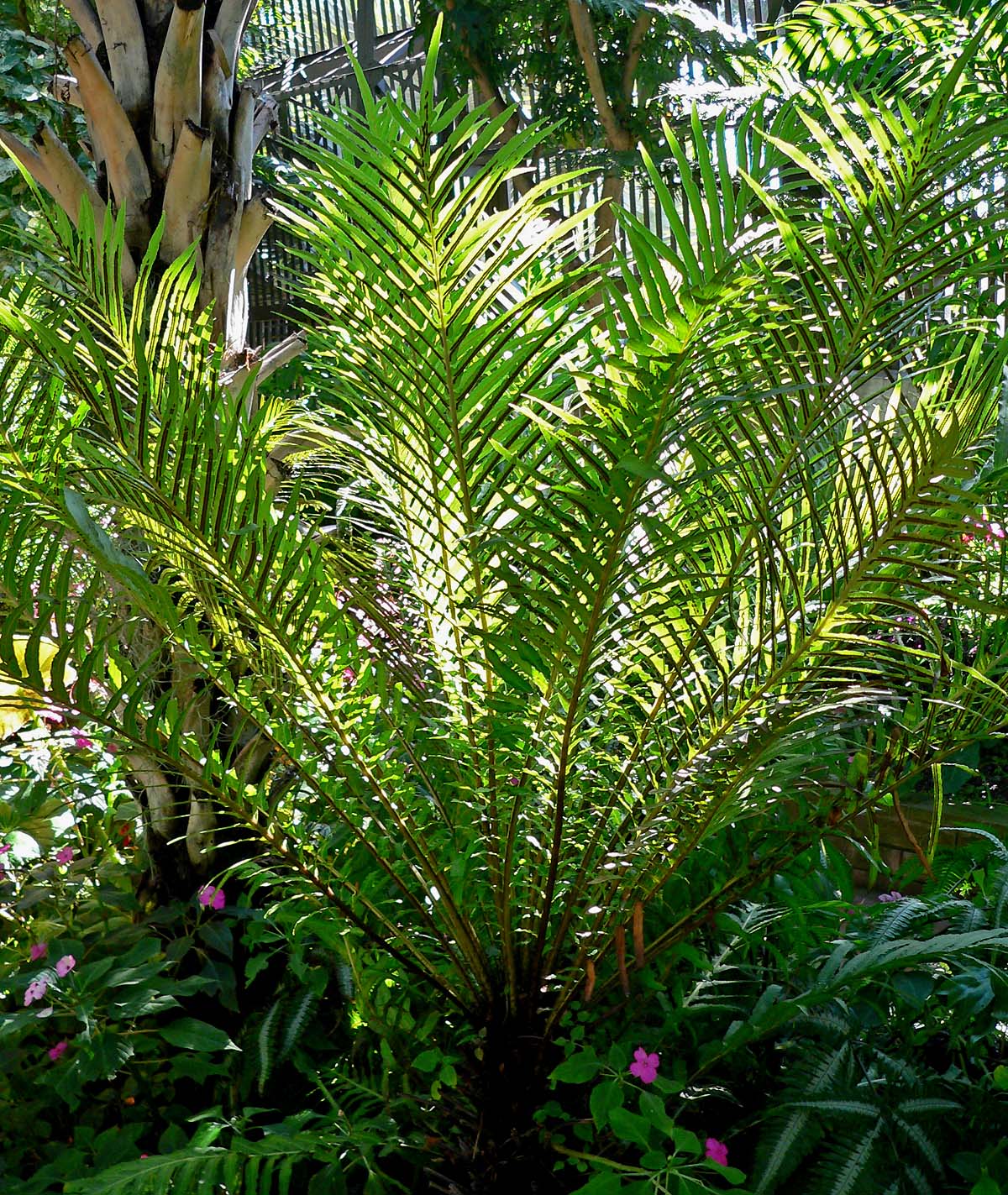 Oceaniopteris ciliata: Photo of Blechnum moorei at Balboa Park