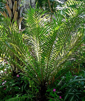 Oceaniopteris ciliata: Photo of Blechnum moorei at Balboa Park