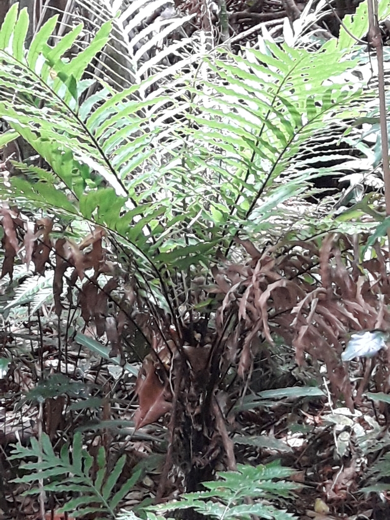 Oceaniopteris gibba (Oceaniopteris gibba)