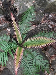 Oceaniopteris gibba (Oceaniopteris gibba)