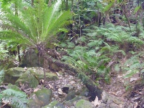 Oceaniopteris gibba (Oceaniopteris gibba)