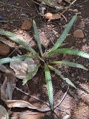 Oceaniopteris obtusata (Oceaniopteris obtusata)