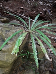 Oceaniopteris obtusata (Oceaniopteris obtusata)