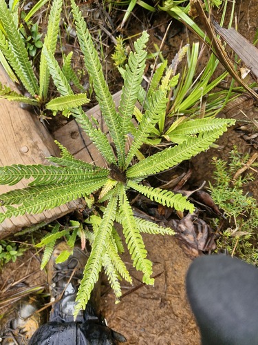 Oceaniopteris obtusata (Oceaniopteris obtusata)