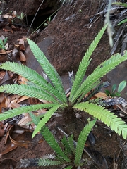 Oceaniopteris obtusata (Oceaniopteris obtusata)