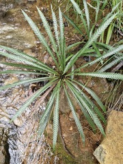 Oceaniopteris obtusata (Oceaniopteris obtusata)