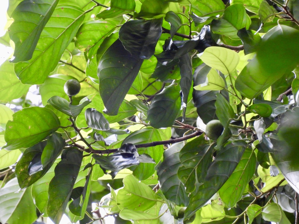 Ochanostachys amentacea (Ochanostachys amentacea)