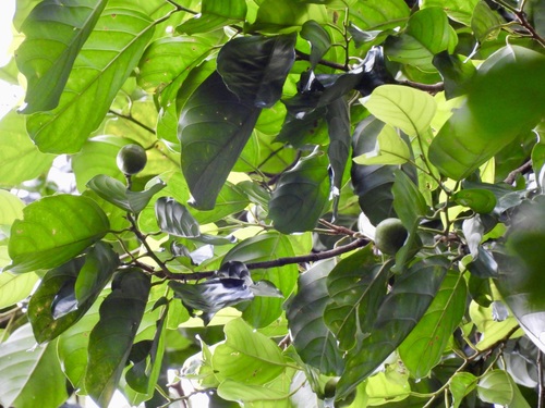 Ochanostachys amentacea (Ochanostachys amentacea)