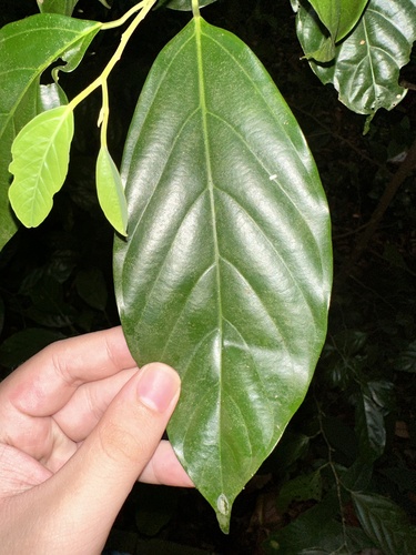 Ochanostachys amentacea (Ochanostachys amentacea)