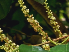 Ochanostachys amentacea (Ochanostachys amentacea)