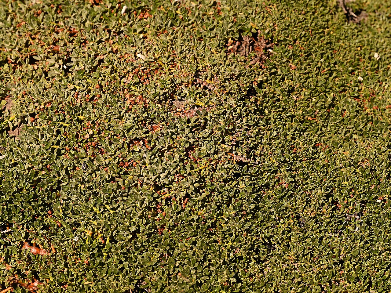 Ochetophila nana: Ochetophila nana in La Parva in Region Metropolitana de Santiago, Chile