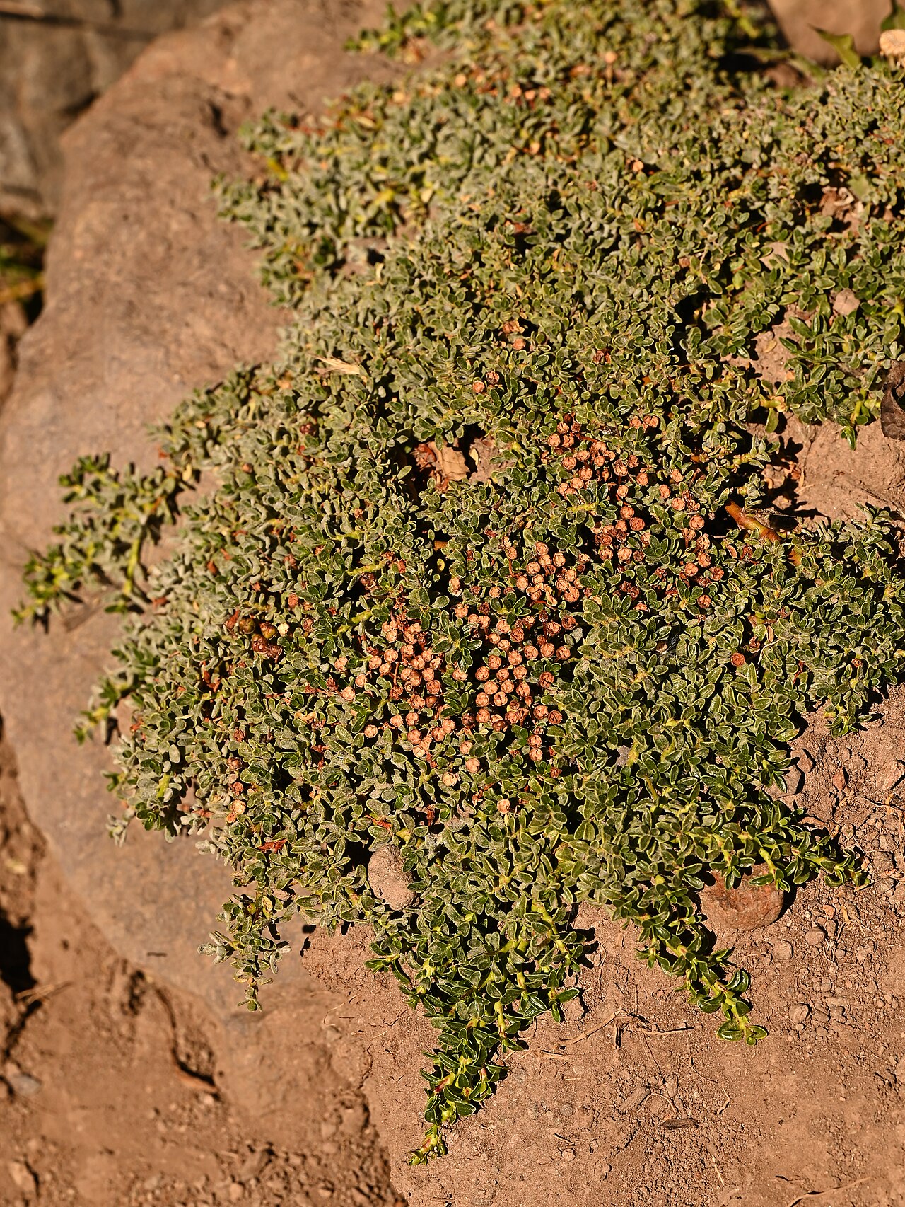 Ochetophila nana: Ochetophila nana in La Parva in Region Metropolitana de Santiago, Chile