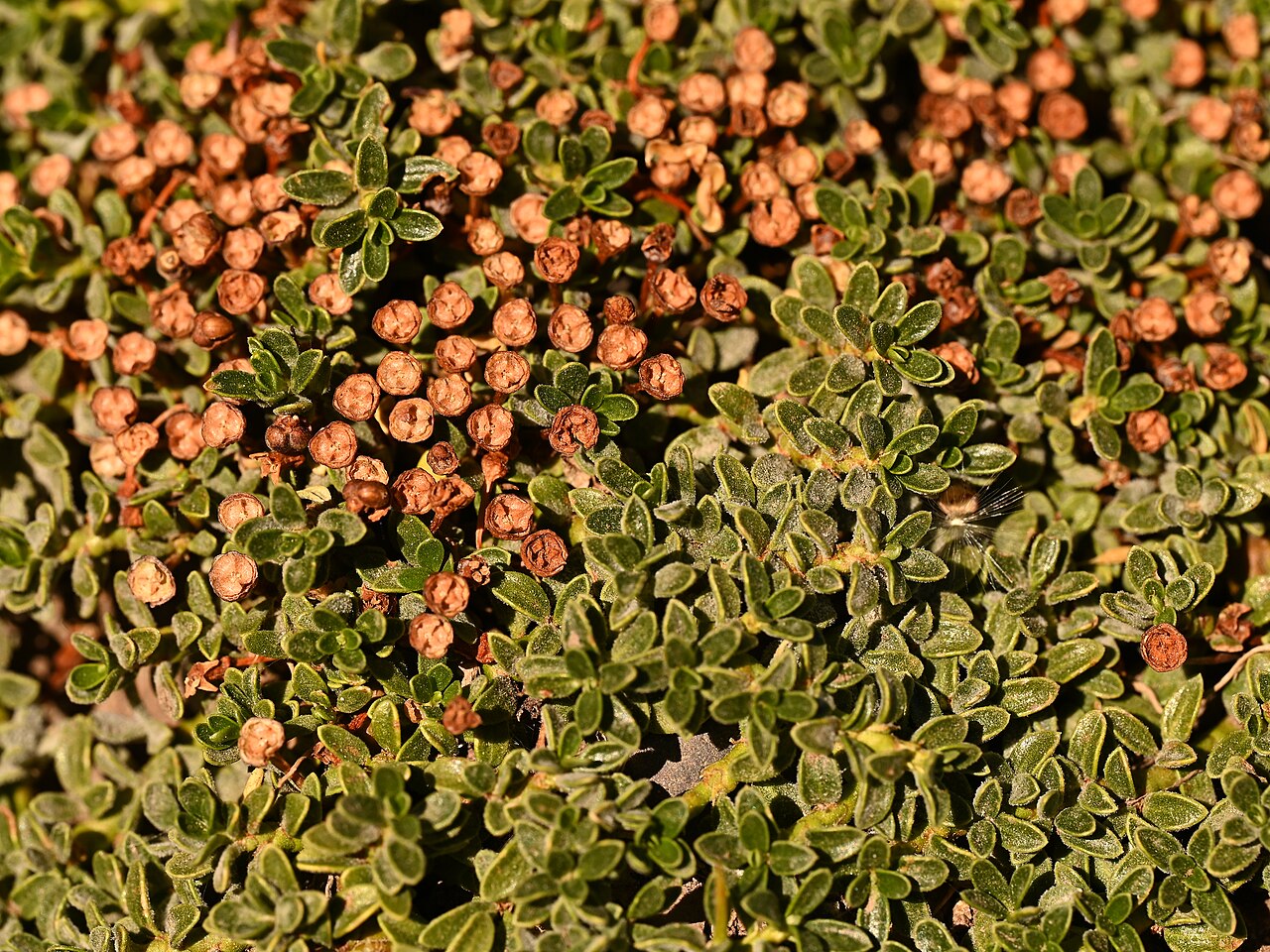 Ochetophila nana: Ochetophila nana in La Parva in Region Metropolitana de Santiago, Chile