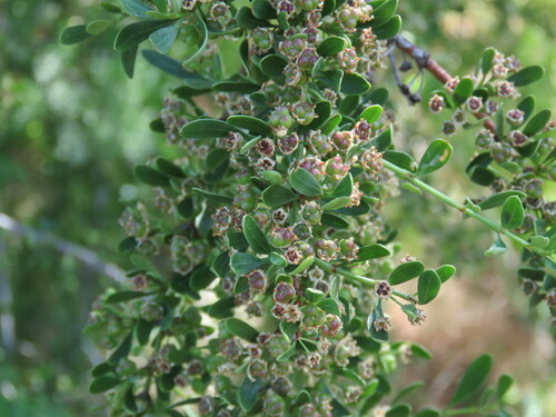Ochetophila trinervis (Ochetophila trinervis)