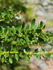 Ochetophila trinervis (Ochetophila trinervis)