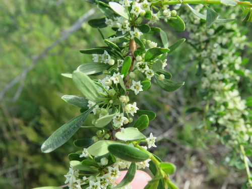 Ochetophila trinervis (Ochetophila trinervis)
