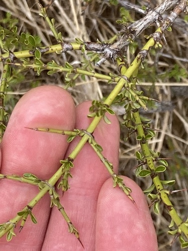 Ochetophila trinervis (Ochetophila trinervis)