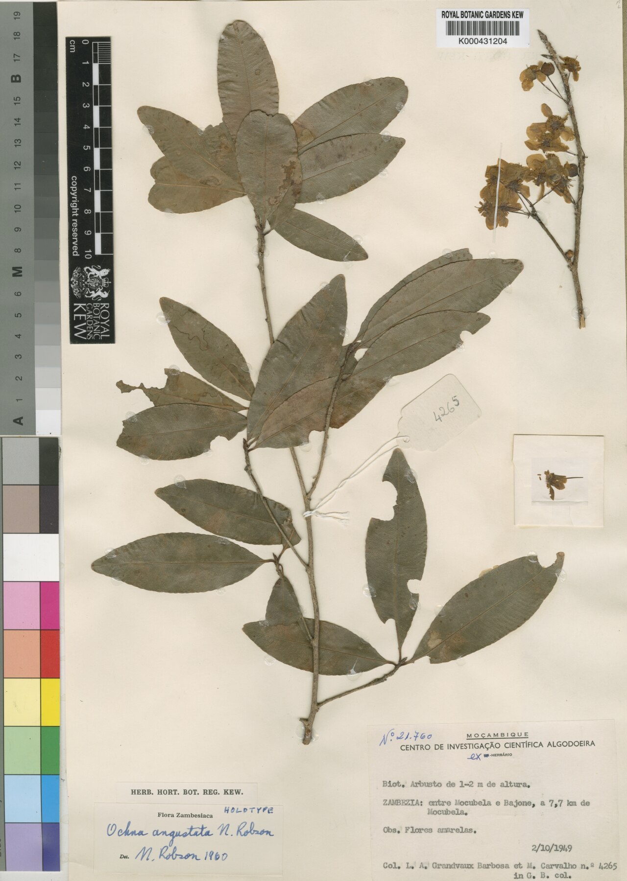 Ochna angustata: Ochna angustata