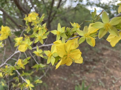 Ochna cinnabarina (Ochna cinnabarina)